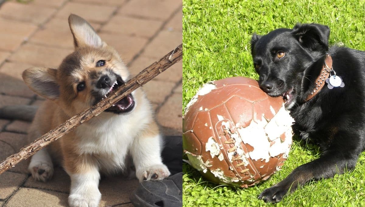 Las razas de perros con la mordida más fuerte según la Inteligencia Artificial