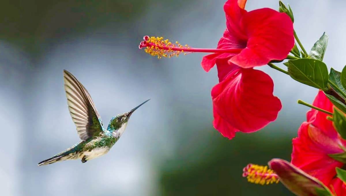 Esta es la diferencia entre un colibrí y un picaflor