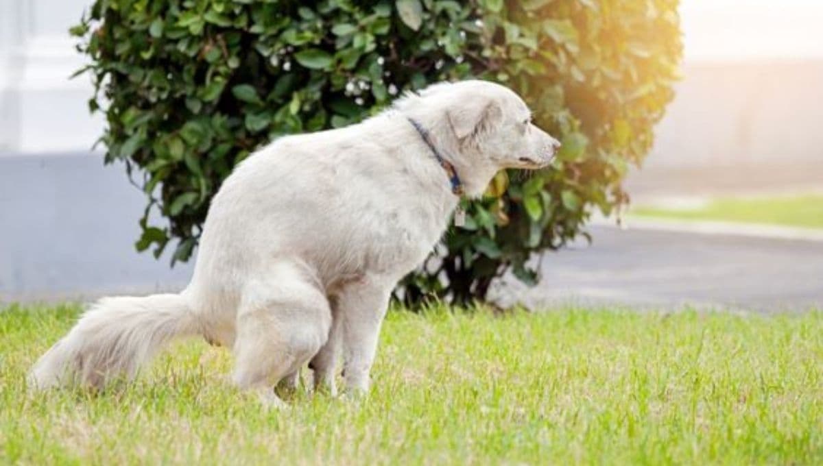 Con pruebas de ADN multarán a dueños que no recojan heces de sus perros; multas de casi 20 mil pesos