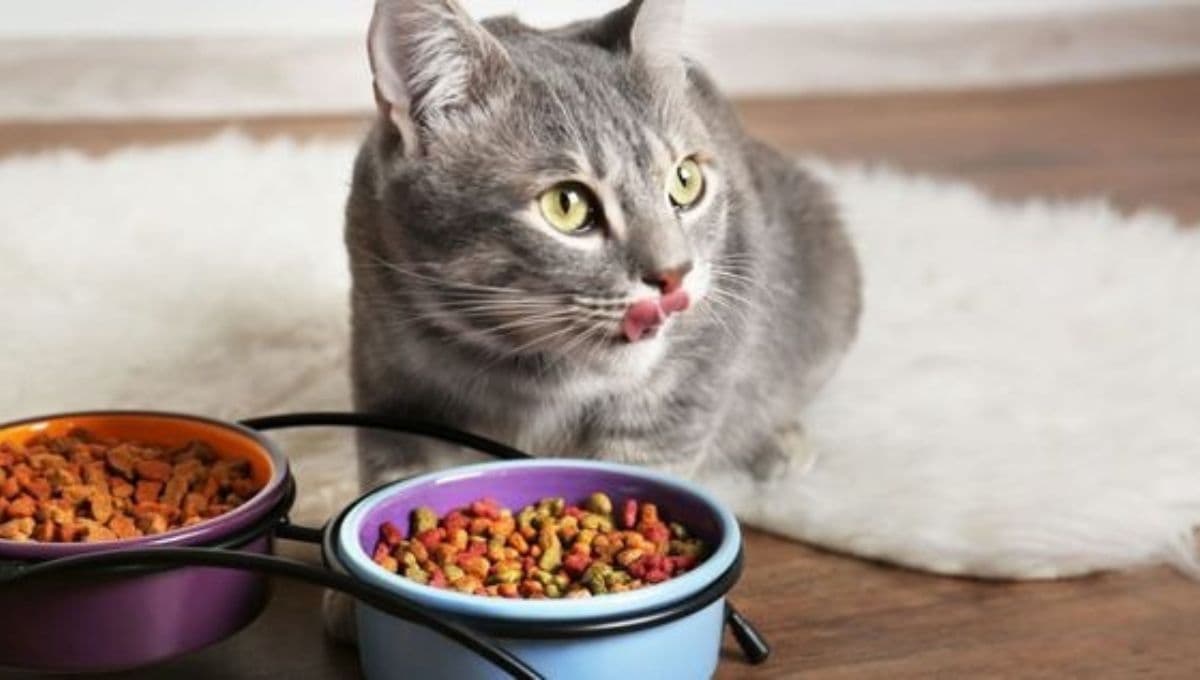 Top 6 comidas que más feliz hacen a tu gatito y seguro no conocías