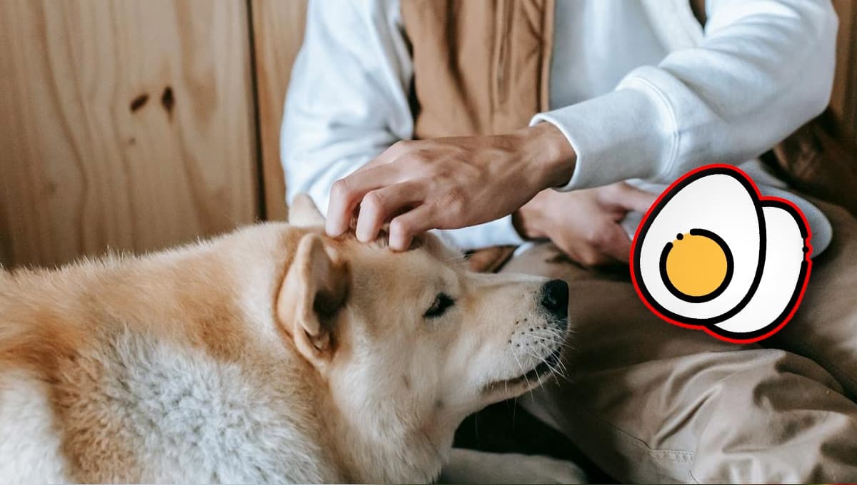 Perros: conoce las consecuencias de alimentarlos con huevo y tortilla de maíz
