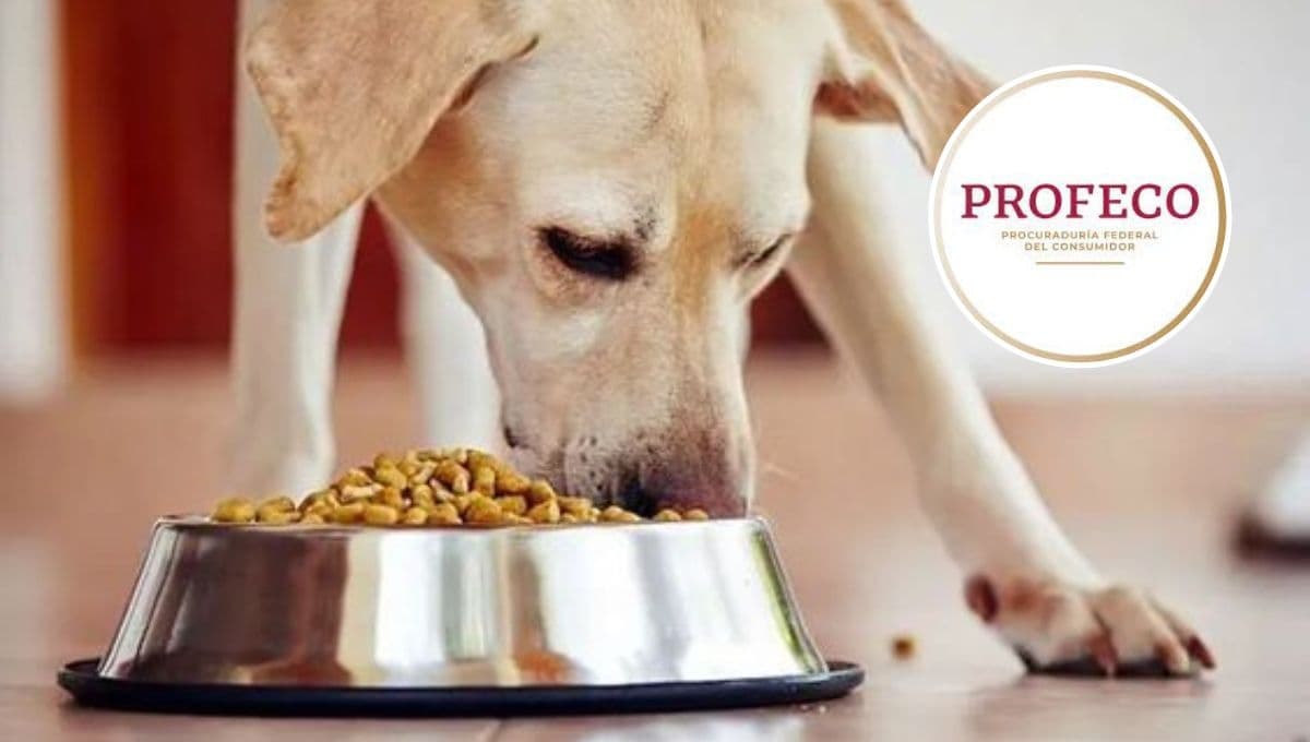 Top 3 de las croquetas para perro más económicas pero con más proteína según la Profeco
