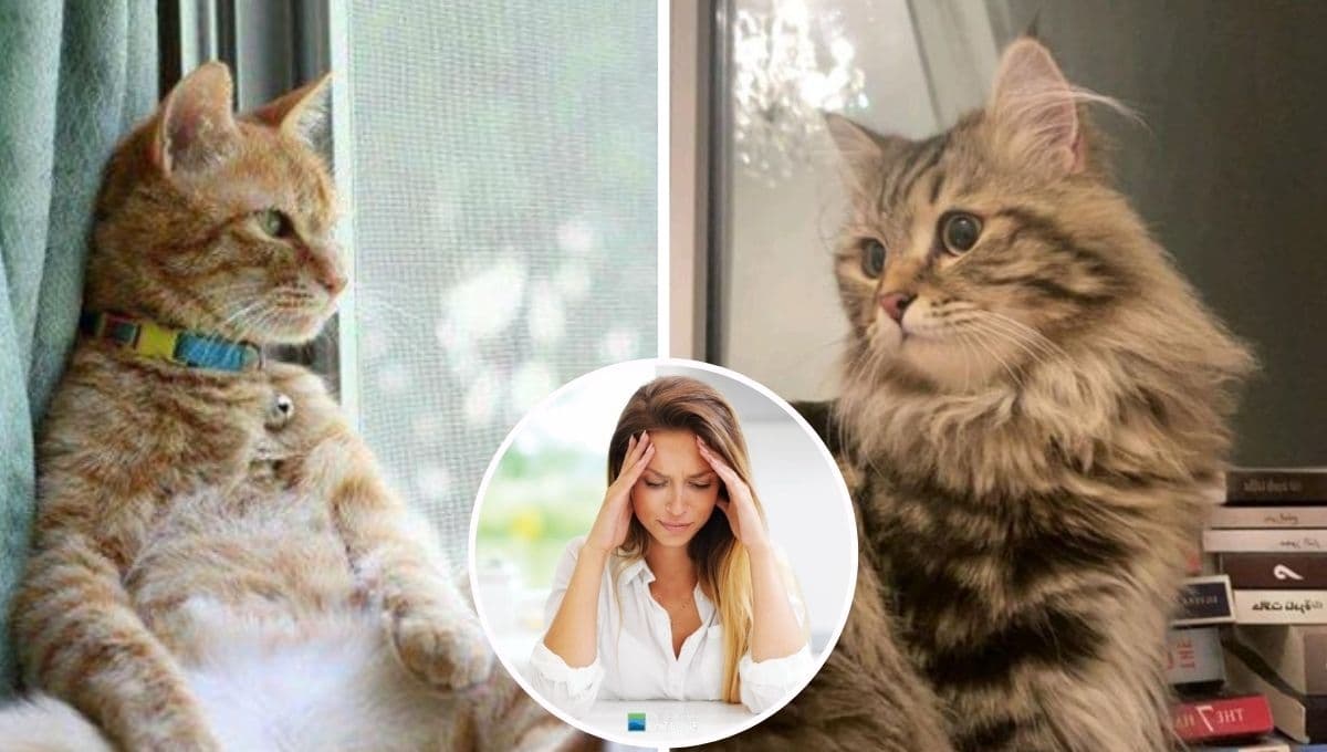 ¿Es cierto que los gatos absorben el estrés?
