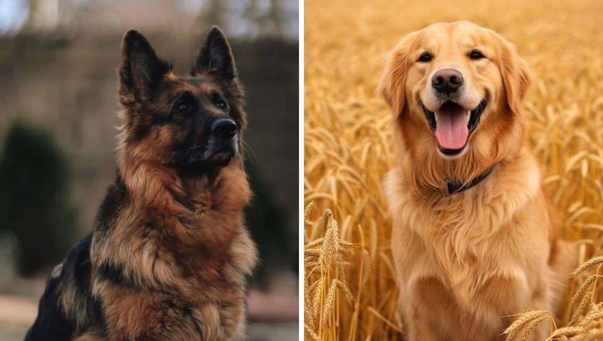 Top 5 de razas de perros más fieles y obedientes según la Inteligencia Artificial