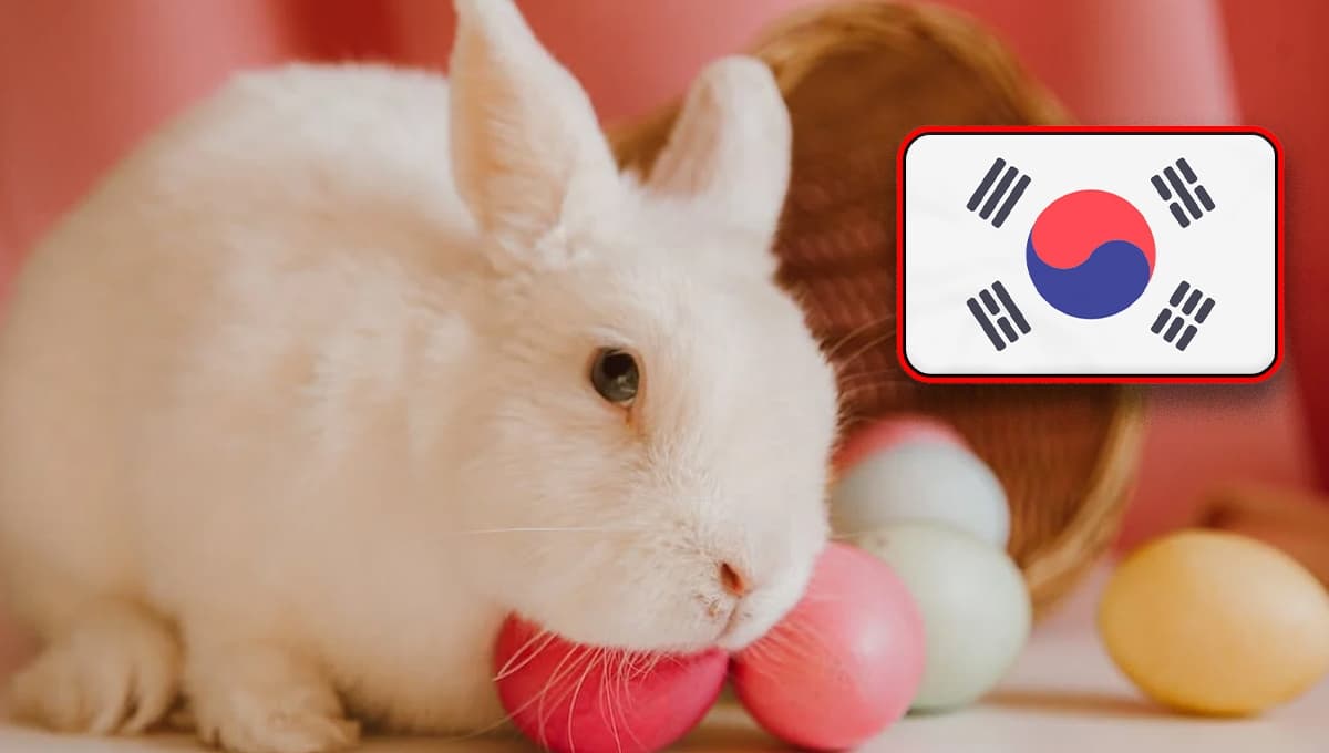 Nombres para conejos en coreano con significado bonito