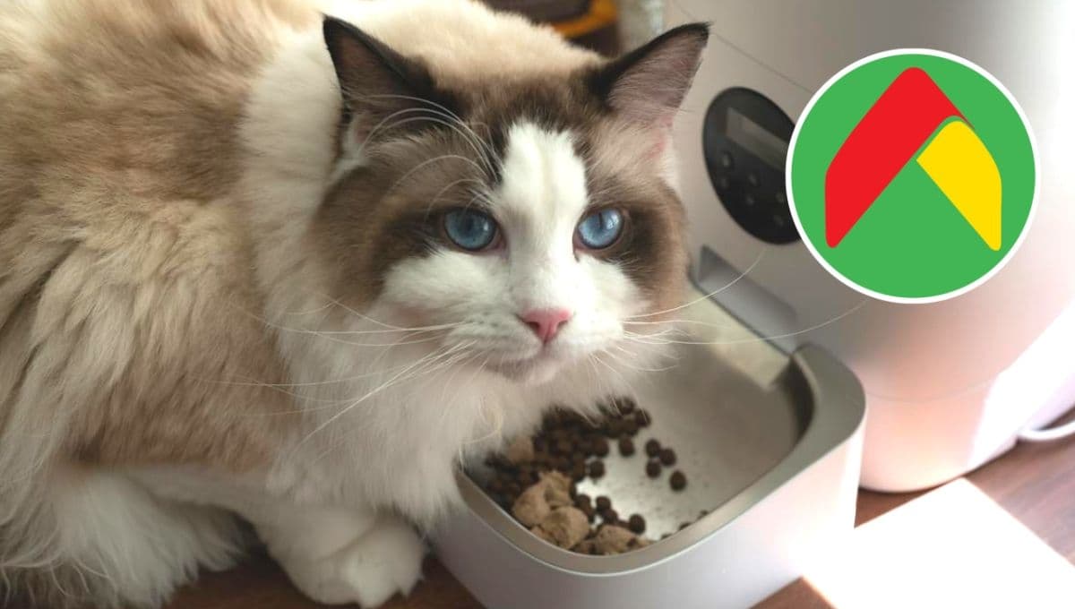 Bodega Aurrerá REBAJA el costal de croquetas para gato con más proteína y económico según Profeco
