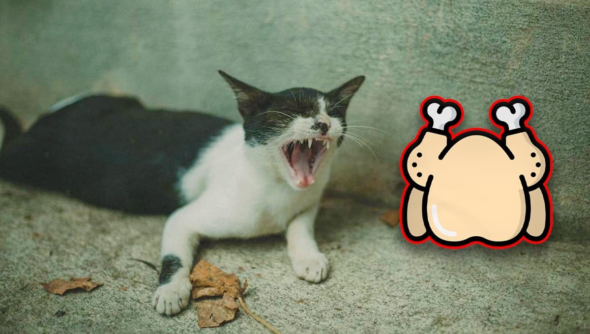 Croquetas o pollo cocido: ¿qué es mejor para alimentar a un gato?