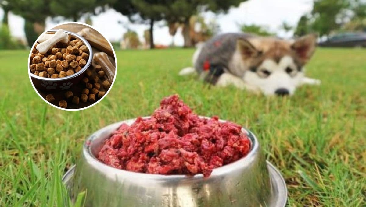 ¿Carne de res o croquetas? ESTA es la mejor opción para que tu perro coma