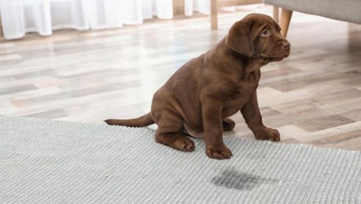 Descubre el truco más efectivo para que los perros no se orinen en la puerta de tu casa