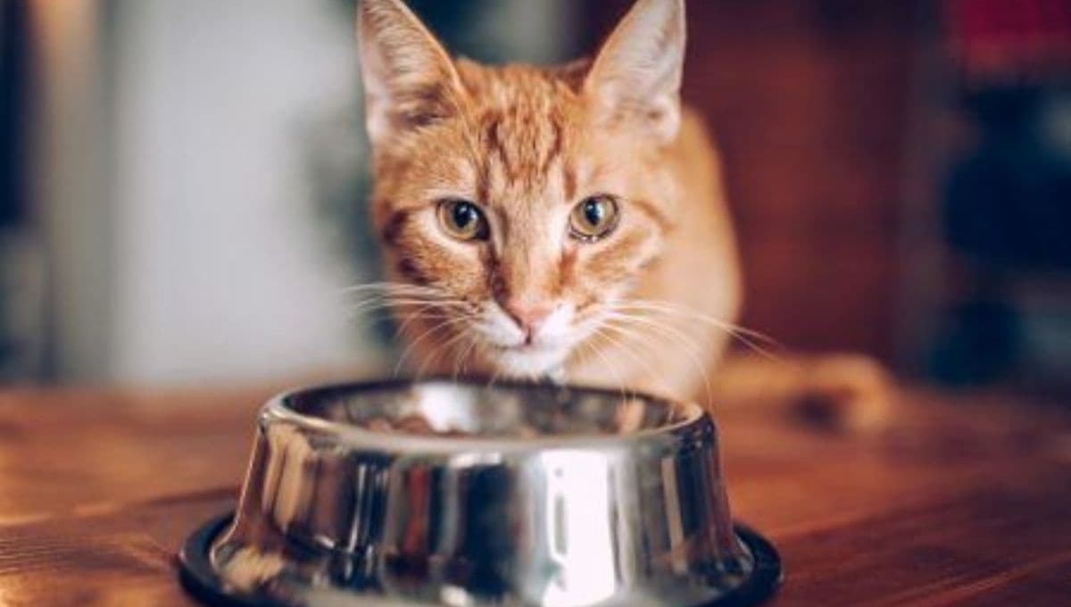 Expertos revelan secretos de la alimentación de los gatos: no distinguen lo dulce