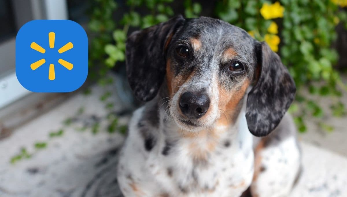 Walmart pone en ofertón las croquetas con más proteína y más económicas para perros según Profeco