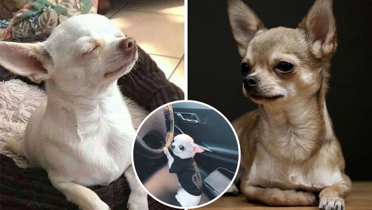5 MEMES de perros Chihuahua para compartir en WhatsApp