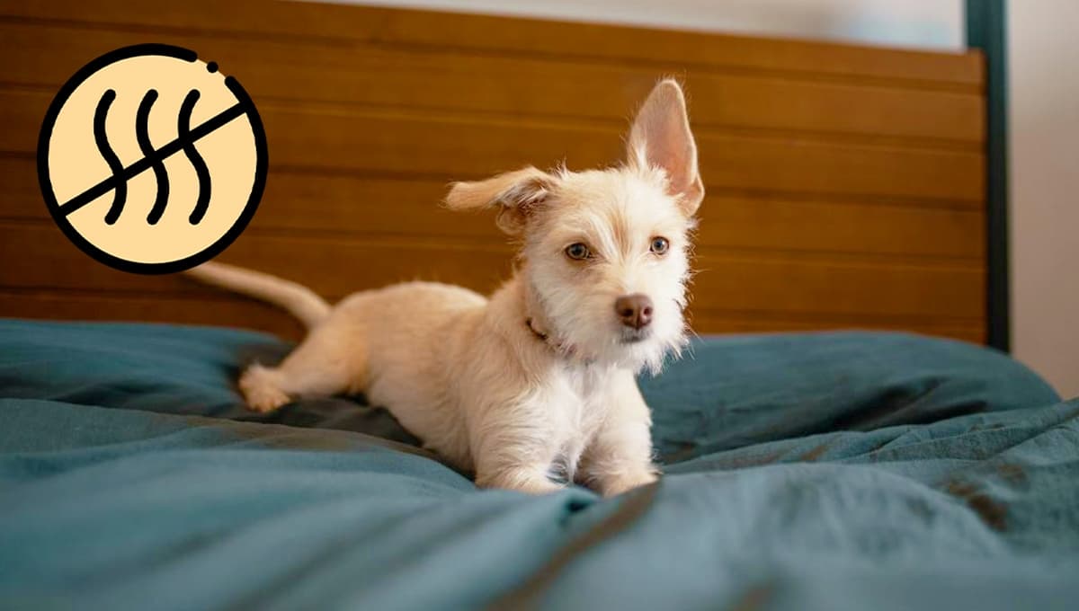 El truco más sencillo pero efectivo para quitar el olor a orina de perro de un colchón