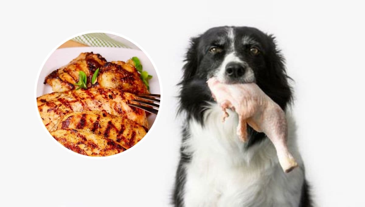Pollo cocido o crudo: ¿qué es lo mejor para que coma mi perro?