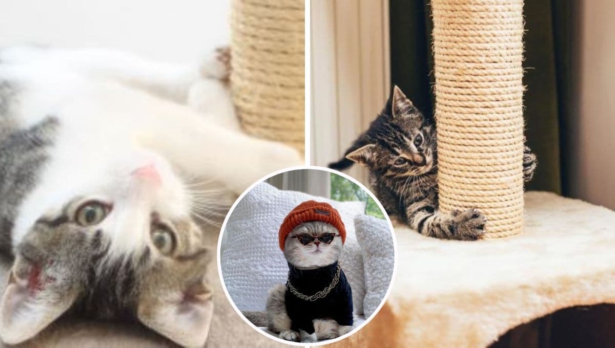 ¿Cómo hacer un rascador para gatos barato pero bonito? | Paso a paso