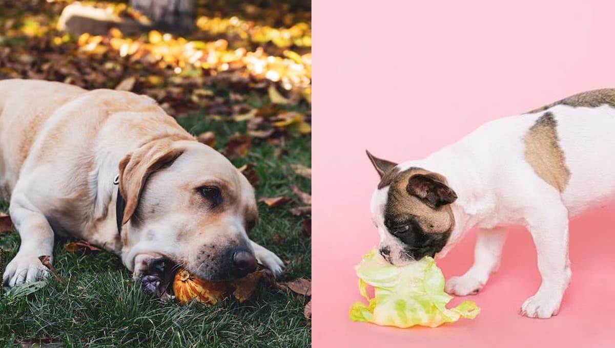 Verduras crudas o cocidas: ¿qué es mejor para que coma un perro?