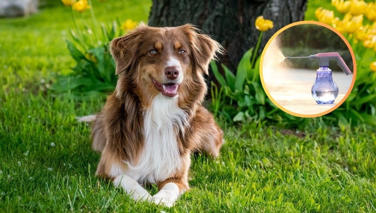 Método facilísimo para quitar el olor a pipí de perro en tu patio