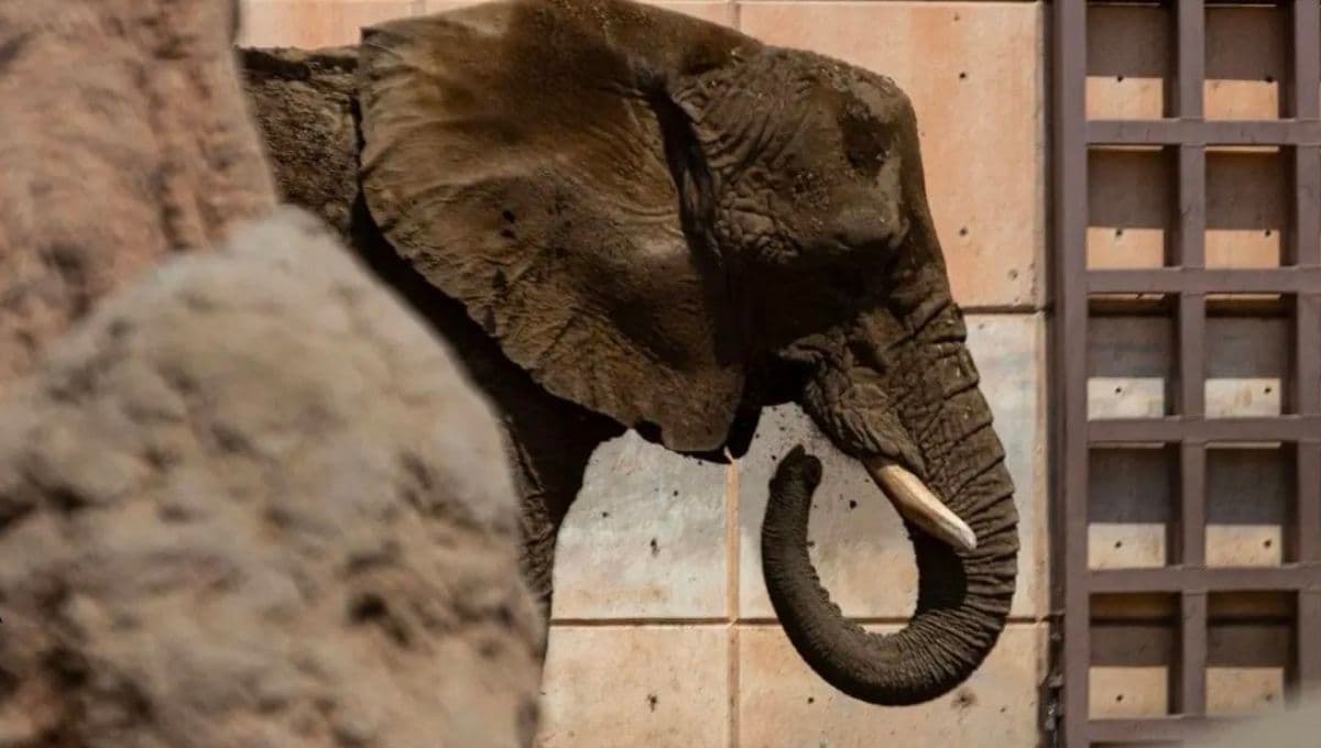 Ely la elefanta "más triste del mundo": su trágica historia y por qué quieren rescatarla del zoológico de Aragón