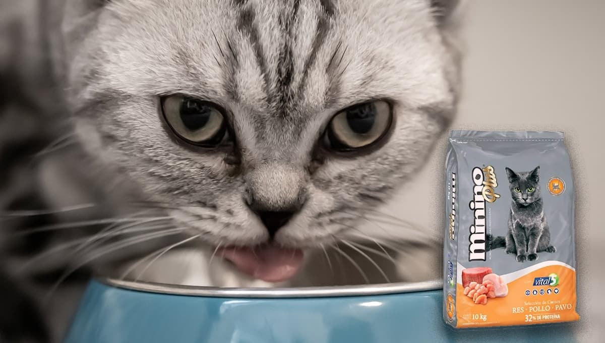 ¿Cuánta proteína tiene la croqueta Minino para gatos y qué tan buena es según Profeco?