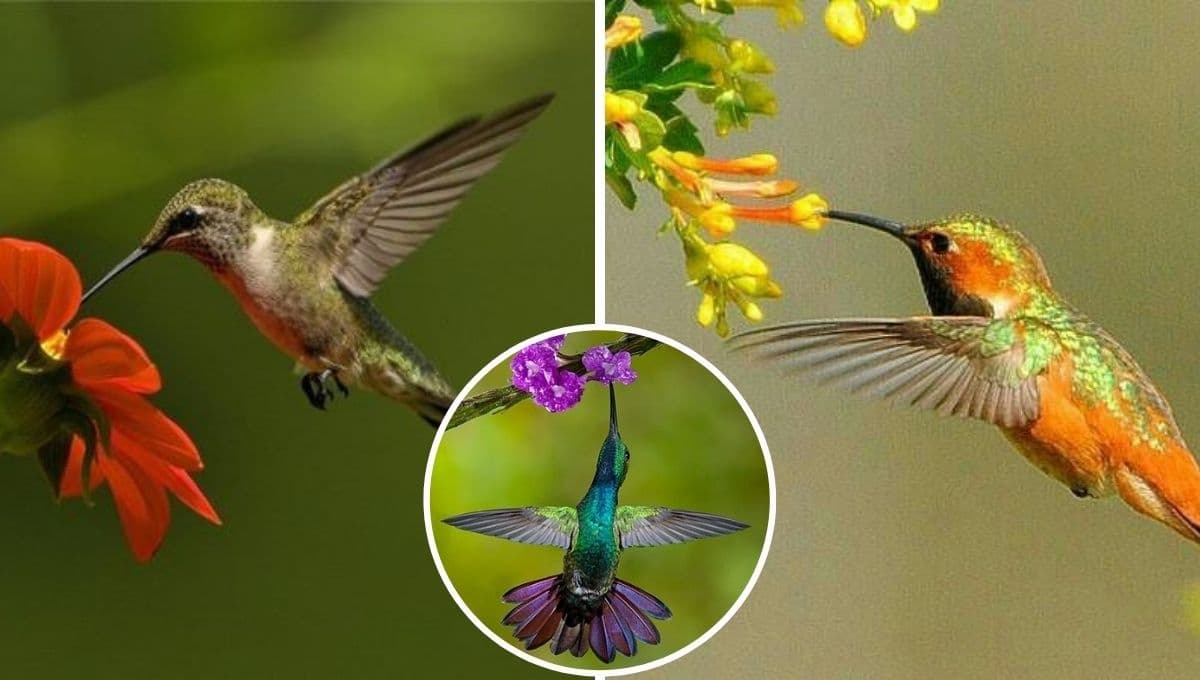 ¿Qué se le puede dar de comer a un colibrí para atraerlo al jardín?