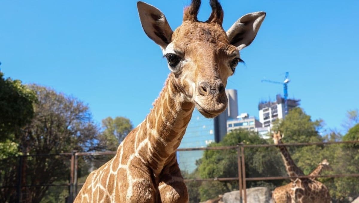 ¡Bautiza a la jirafa bebé de Chapultepec! Así puedes participar para ponerle nombre