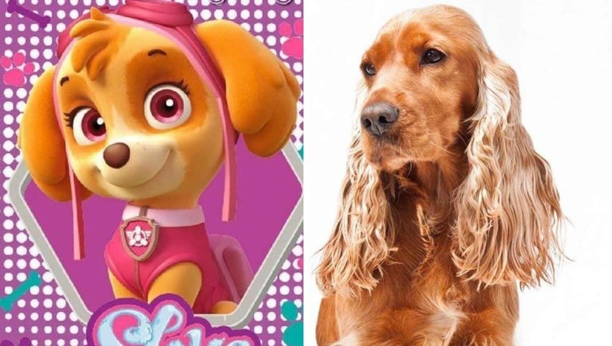 Años que vive un Cocker Spaniel y tips para cuidar a una perrita Skye de Paw Patrol en casa