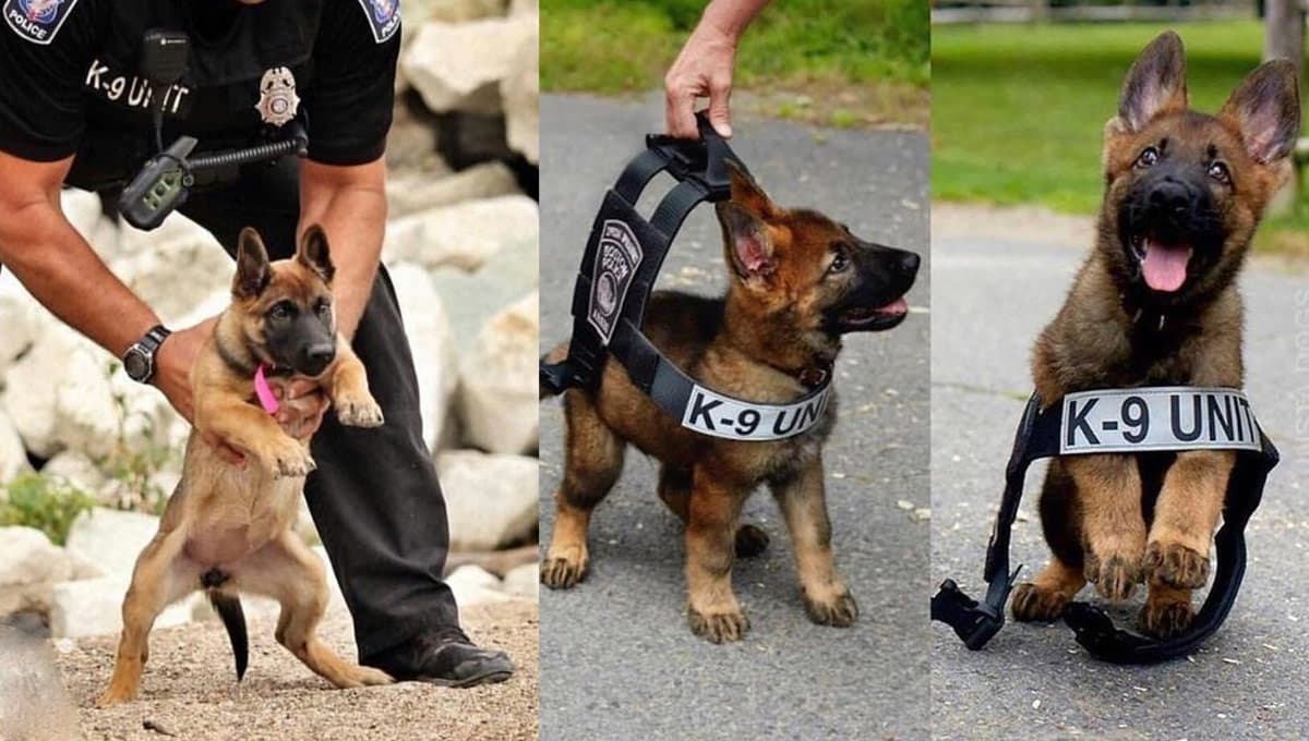 Plan Fénix: Así puedes adoptar cachorros que se convertirán en perritos policías