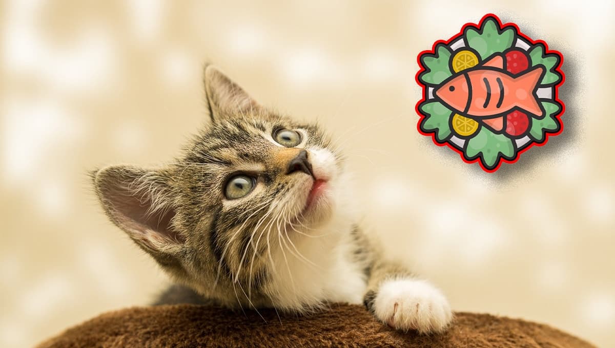 Filete de pescado o croquetas: ¿qué es mejor para darle a un gato?