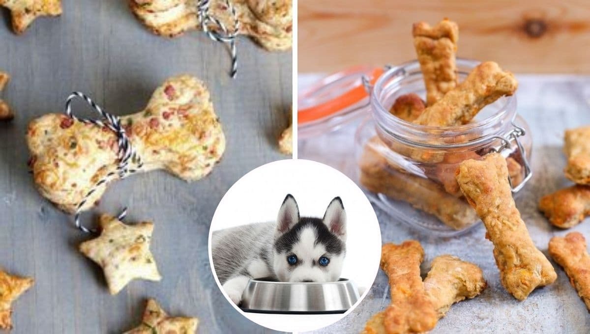 ¿Cuál es la MEJOR manera de premiar a tu perro?