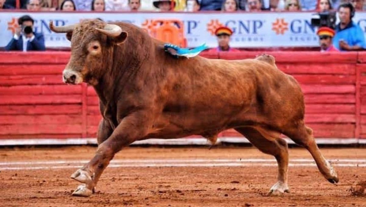¿Por qué regresaron las corridas de toros en México y por qué es maltrato animal?