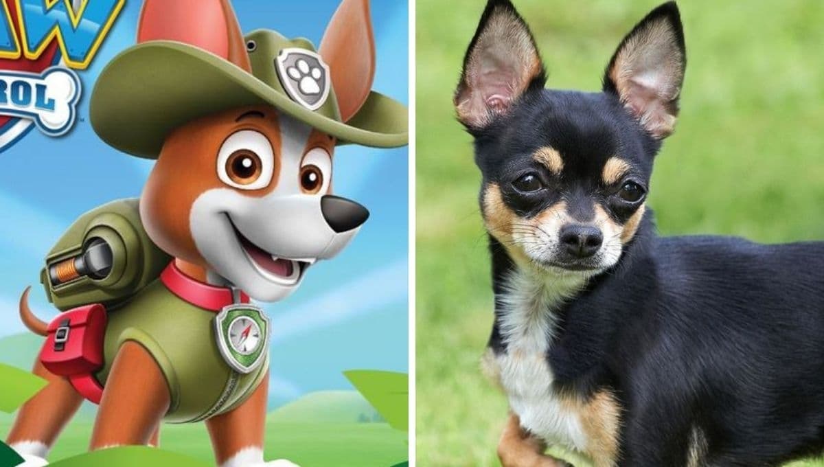 Paw Patrol: 6 datos increíbles de los perros Chihuahua, la raza de Tracker