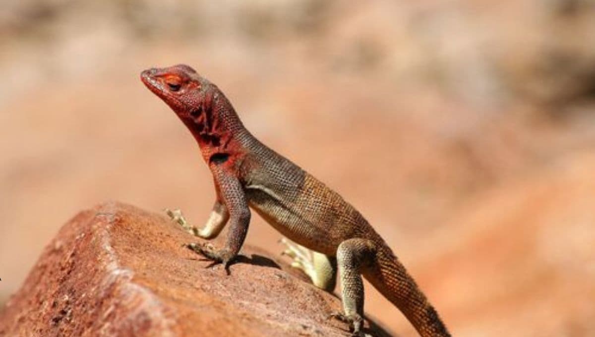 Descubren un nuevo pequeño dragón en la India: puede correr en dos patas y es rojo dorado | FOTOS