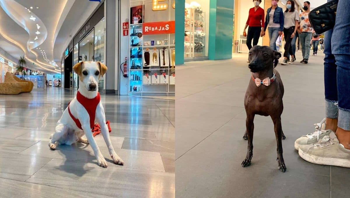 Plazas pet friendly en la CDMX para visitar con tu mascotita este 14 de febrero