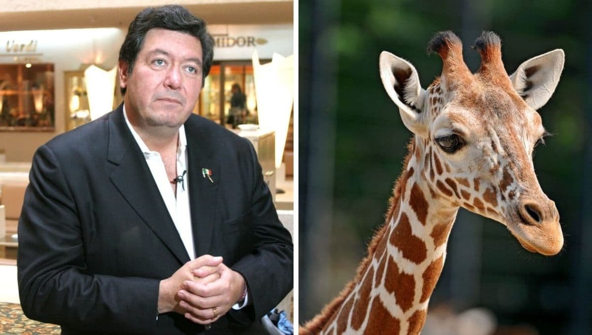 Así es el zoológico de animales exóticos de Jorge Hank Rohn en Tijuana: FOTOS