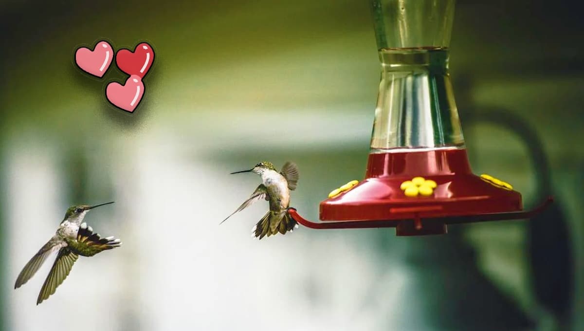 Colibríes: ¿qué significan en el amor y qué mensaje traen para el 14 de febrero?