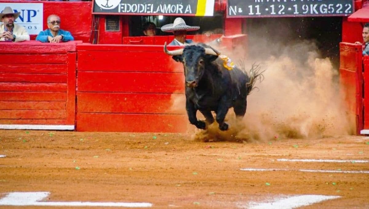 Corridas de toros son suspendidas otra vez en la Plaza México; van contra maltrato animal