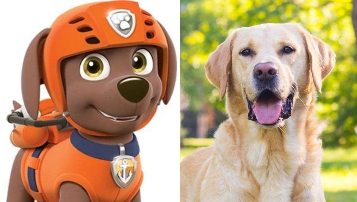 ¿Qué come y cómo cuidar a un Labrador? 7 consejos para tener a Zuma de Paw Patrol en casa