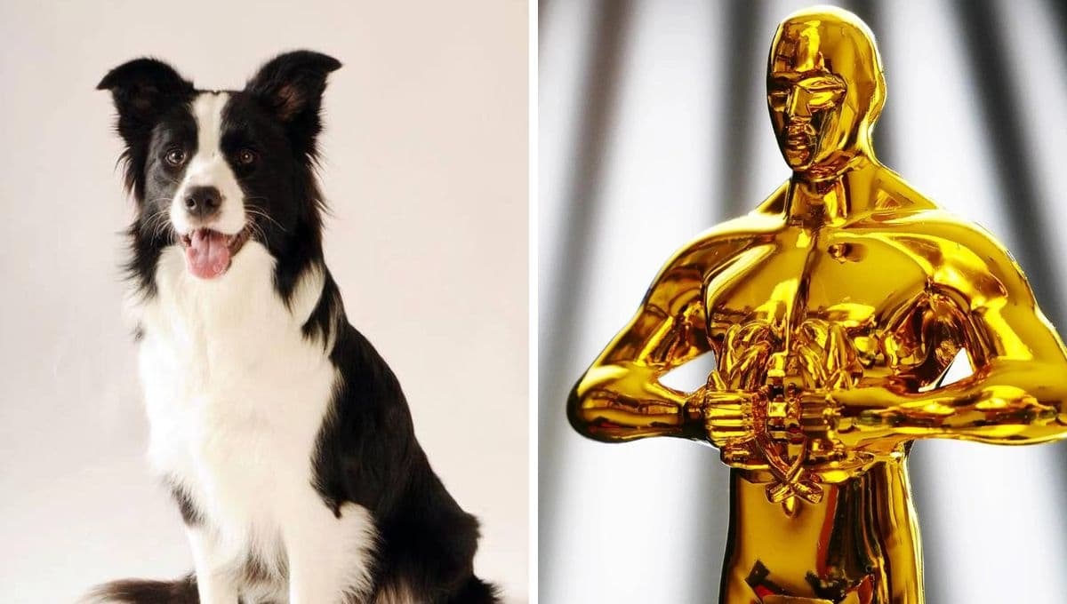 Perros: conoce a Messi, el lomito actor que irá a los Óscar y hasta puede ganar premios