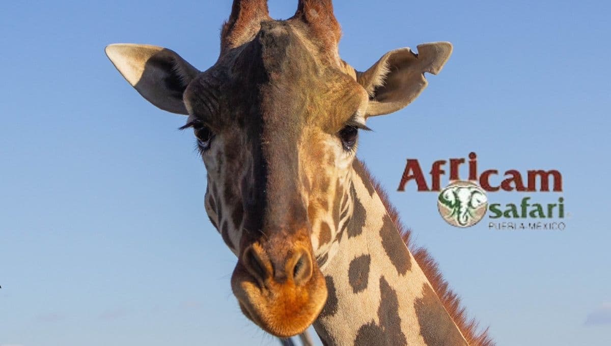 ¿Quieres trabajar en Africam Safari? Hay vacantes para vacaciones y fines de semana