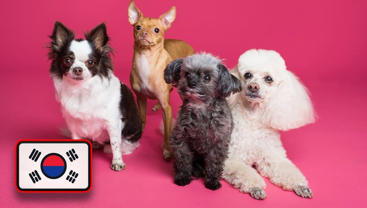 Los mejores nombres para mascotas en coreano según la Inteligencia Artificial