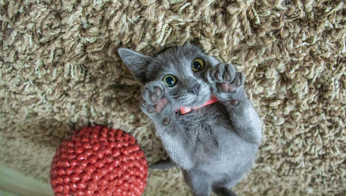 Descubre el mejor juguete casero para gatos que pocos saben hacer y es facilísimo