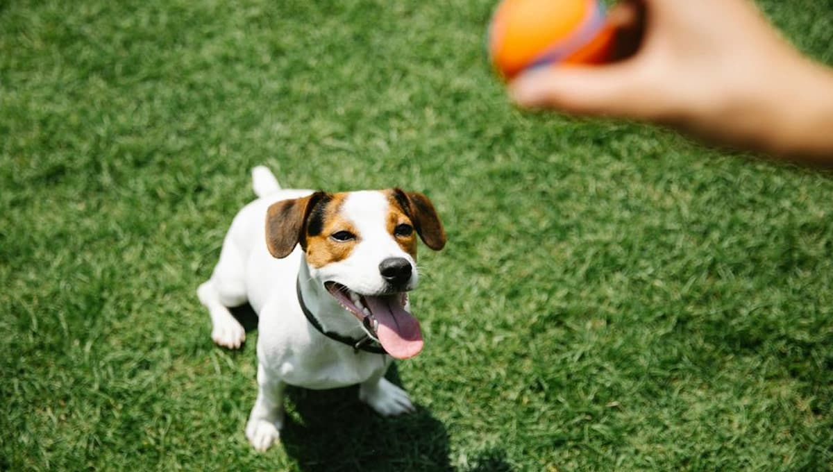 Perros: las claves más efectivas para entender su lenguaje corporal y saber qué te quieren decir