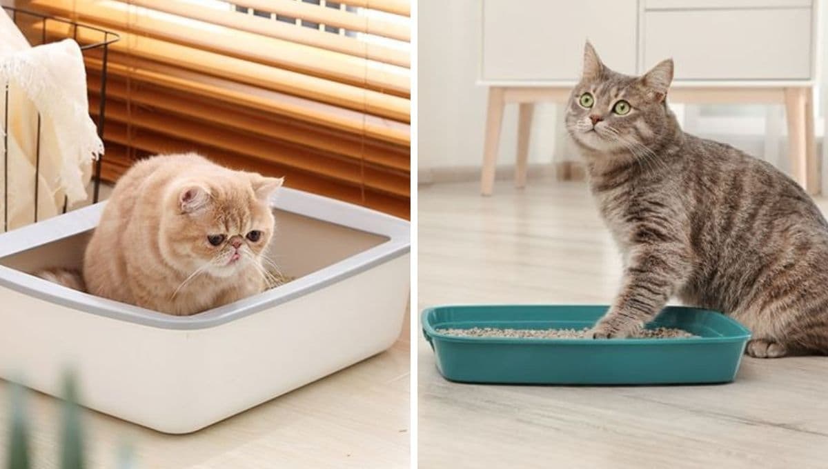 Arena para gatos: 5 ideas para reusar la cubeta y decorar el espacio de tu michi