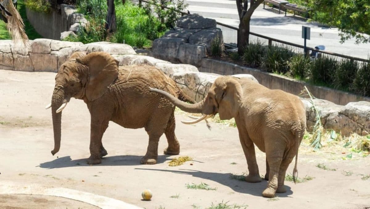 ¿Cuándo podremos visitar a las elefantas Ely y Gipsy en el zoológico de San Juan de Aragón?