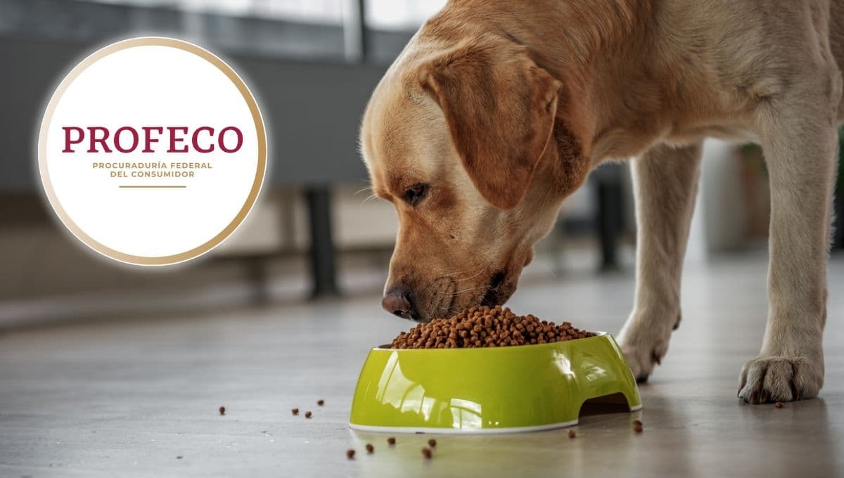 Costales de croquetas para perros: top 5 de los MEJORES según Profeco