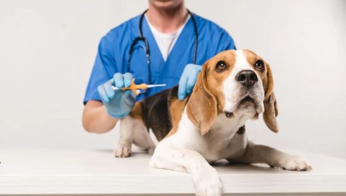 Veterinarias GRATIS en todo México, ¿qué servicios darán y cuándo estarán disponibles?