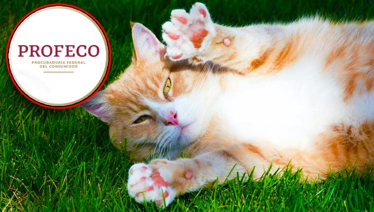 Gatos: cuestan casi lo mismo pero ESTAS croquetas son mejores que Whiskas y Cat Chow según Profeco