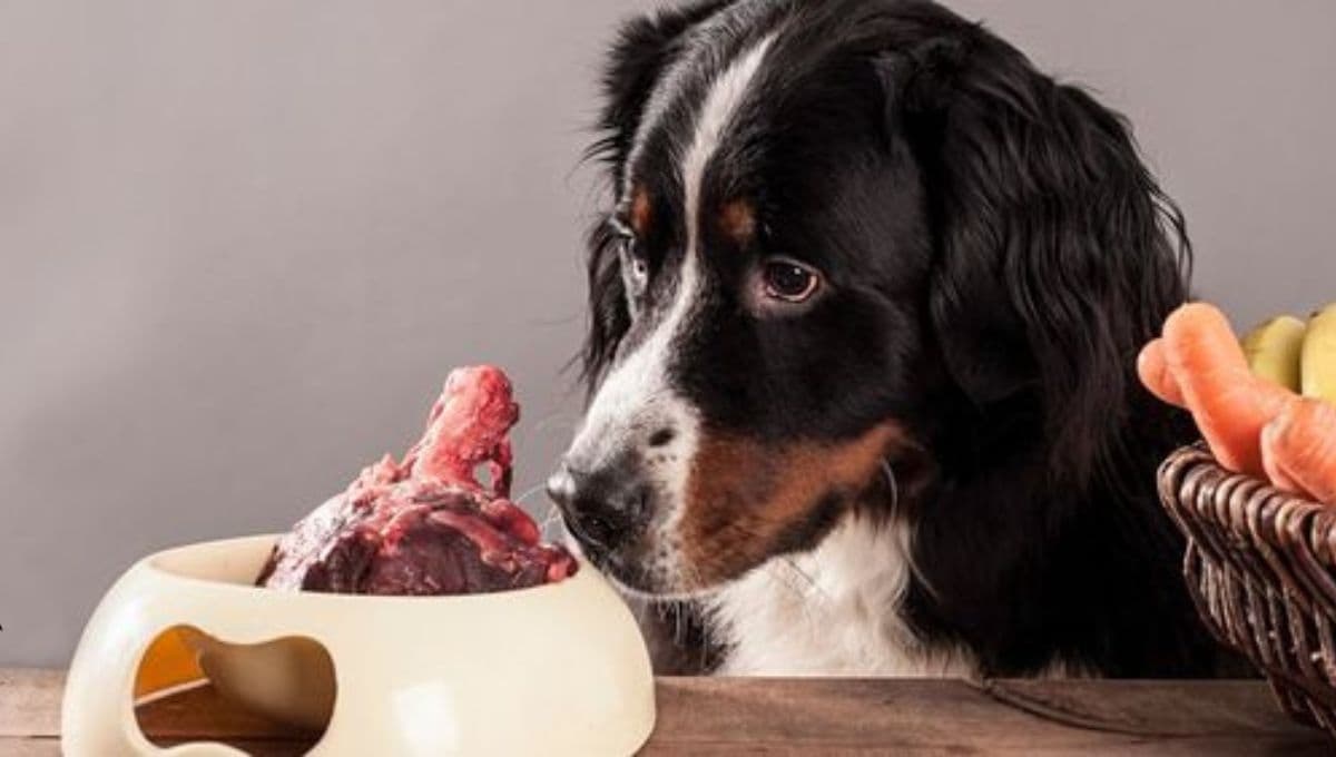 Perros: la razón por la que JAMÁS debes darles carne cruda