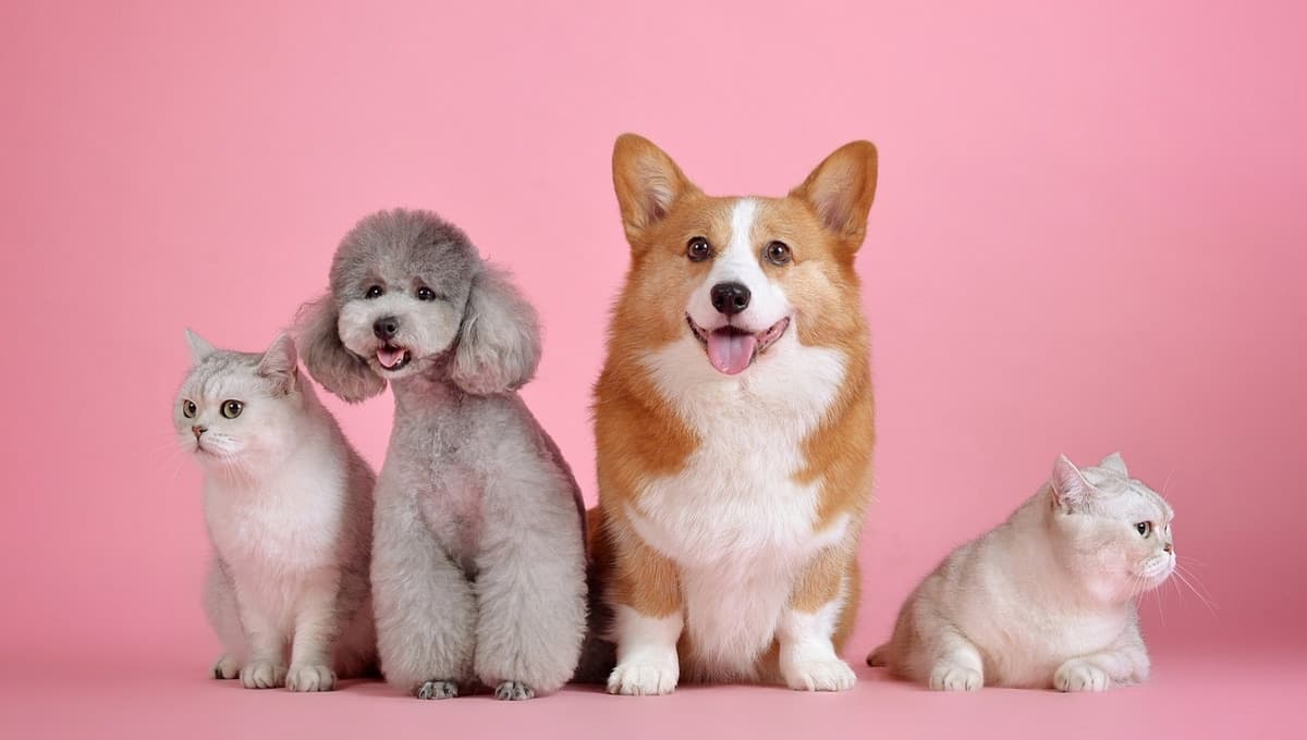 Gatos o perros: ¿cuál es la mascota que vive más años?