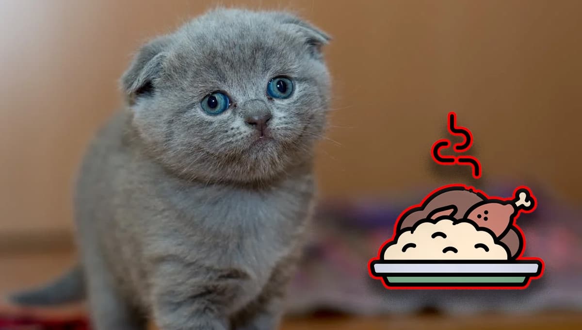 Croquetas o arroz con pollito: ¿qué es mejor que coma mi gato?